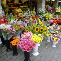 Alara Çiçek Pasajı Alanya Çiçek Ve Fide Satış Hizmeti